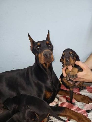 Doberman štenci