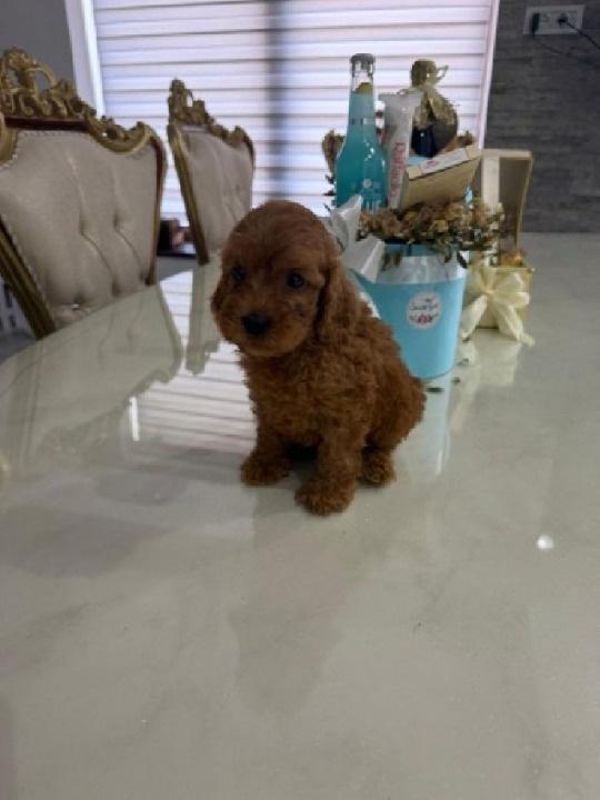 Goldendoodle-prelepi-štenci