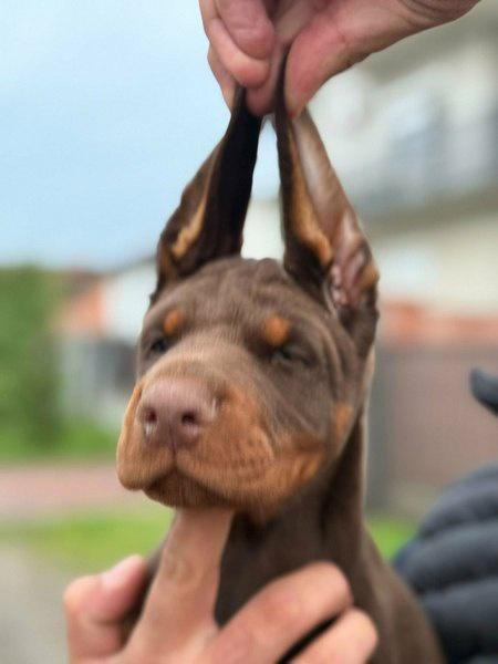 Doberman-štenci--crni-i-braon