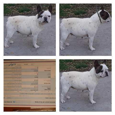 Francuski-buldog--zreli-psi