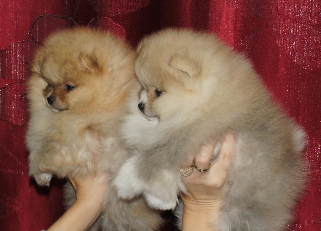 Pomeranski-špic-Pomeranac-Pomeranian-Boo-štenci