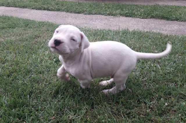 Dogo-Argentino--štenci