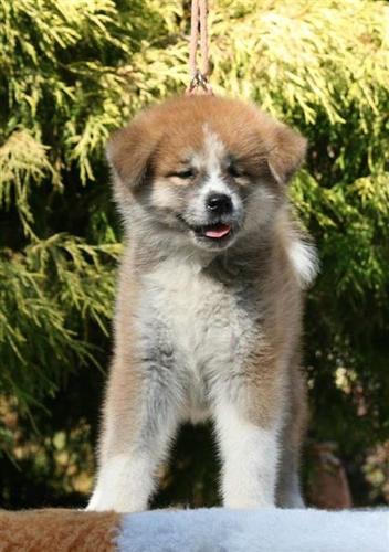 Akita Inu 