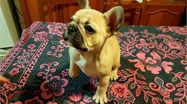 Francuski buldog, musko stene 