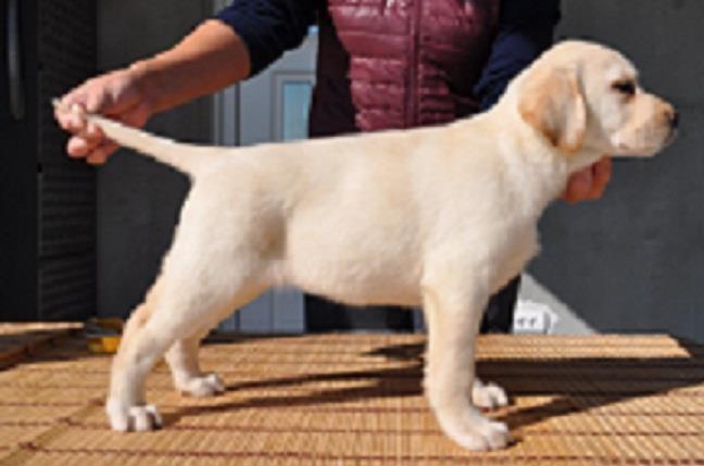Labrador Retriver