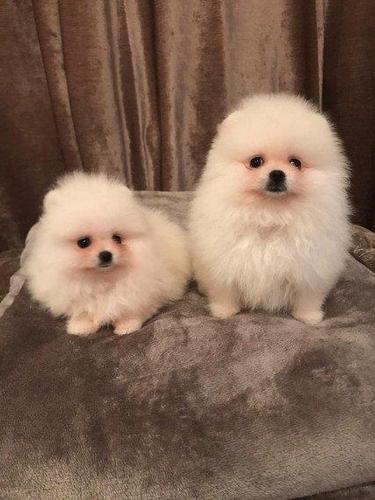 2 preslatka pomeranska štenad