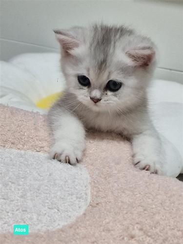 British shorthair kittens