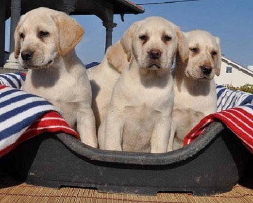 Labrador Retriver