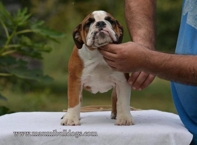 Engleski Buldog