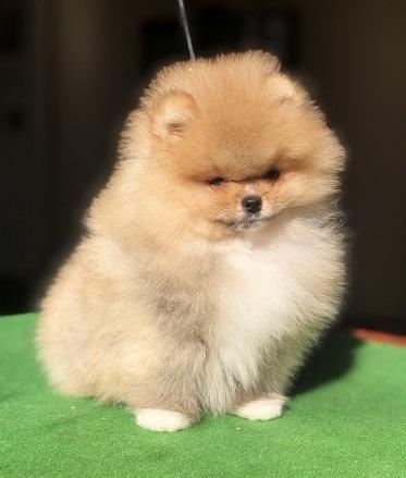 Pomeranski-špic-Pomeranac-Pomeranian-Boo-štenci