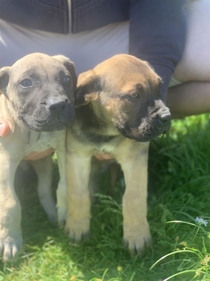 Presa-Canario-štenci