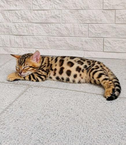 MMaestro_bengal macici