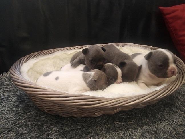 Francuski-buldog-Premium-quality