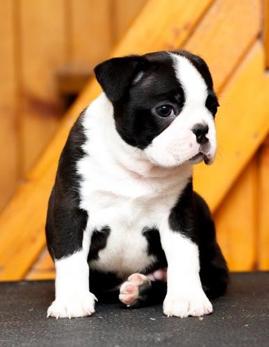 Boston terrier stenci