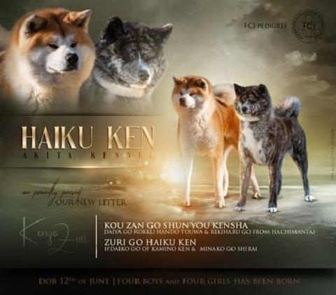 Akita-inu--štenci-vrhunskog-kvaliteta