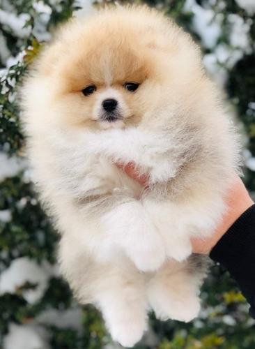 Pomeranac, Boo štenci