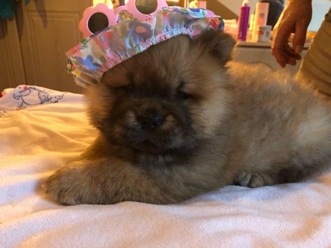 Dostupni psići Chow Chow.