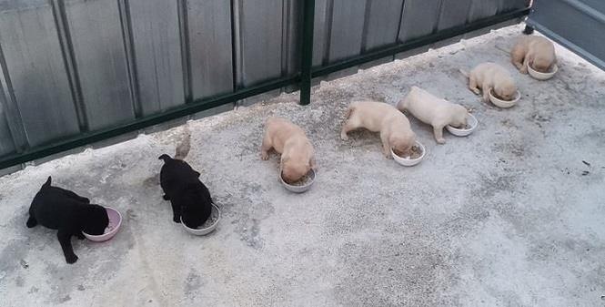 Labrador stenci