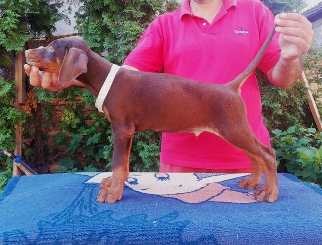 Doberman štenci