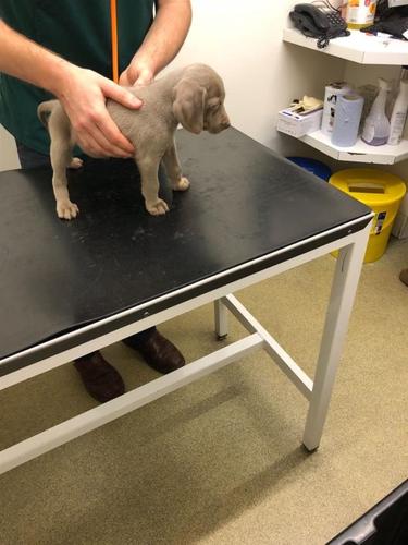 Kc Registrirani Weimaraner Štenci