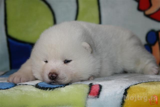 Akita inu stence Bele Boje