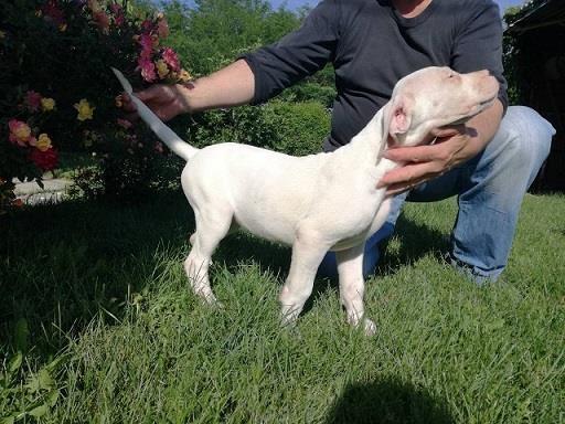 Dogo-argentino-zensko-stene