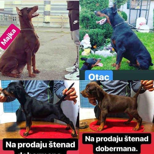 Stenad DOBERMANA sampionskog porekla