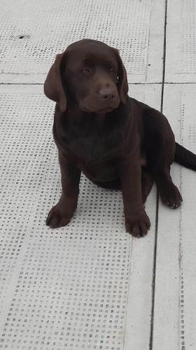 Labrador Retriver ženke