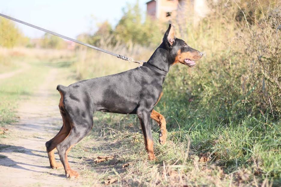 Doberman-ženka