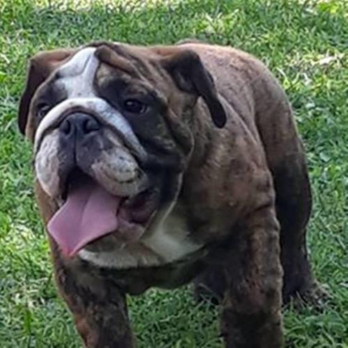 Engleski buldog,izuzetne krvne linije