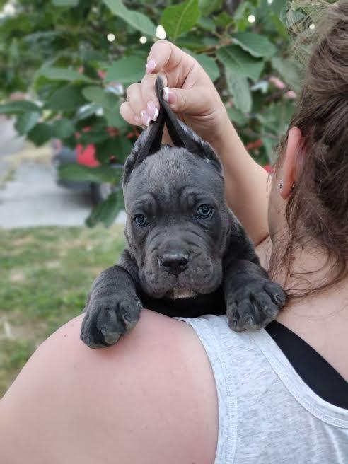 Cane-Corso-štenci-