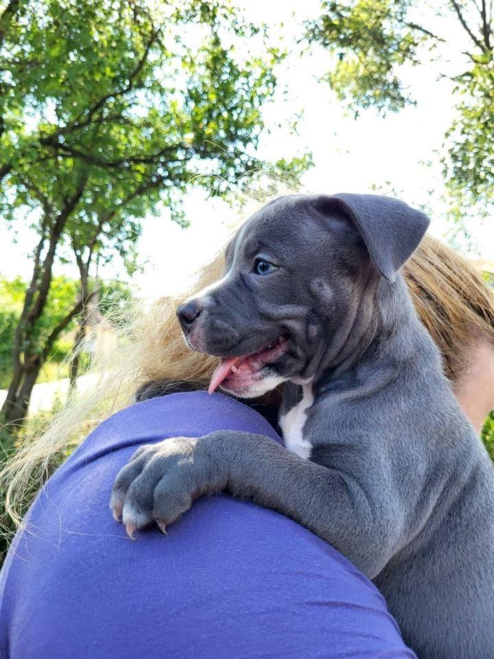 Pit-bull-blue-nose-štenci