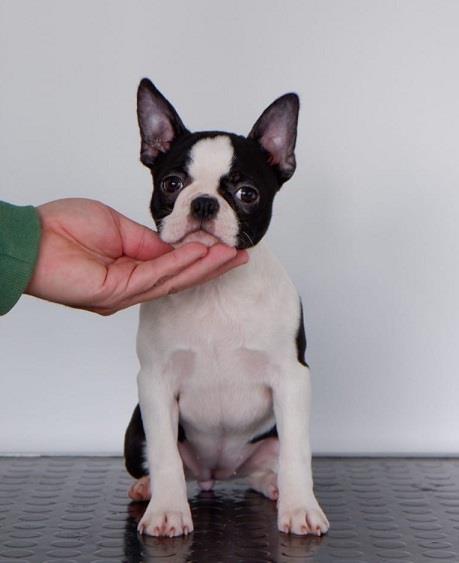 Boston-Terrier--žensko-štene