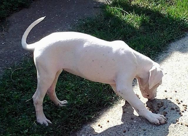Dogo Argentino, štenci