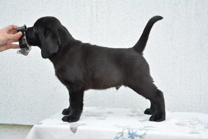 Labrador retriver - musko stene