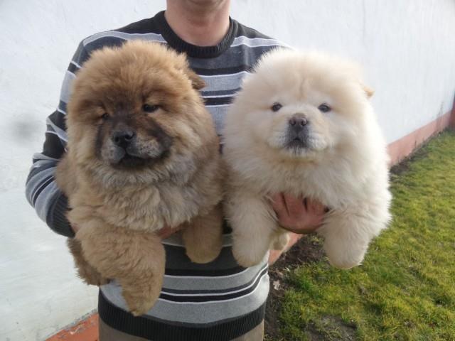 ​Chow chow cau cau stenad