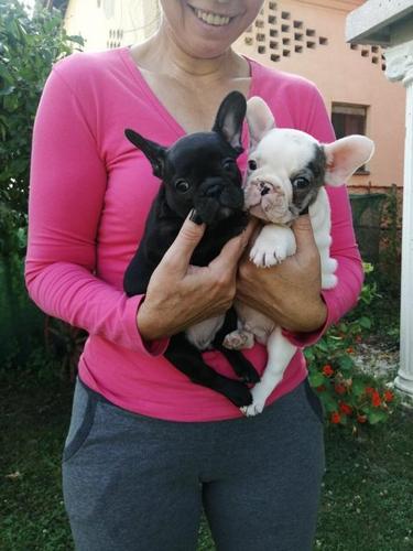Francuski buldog stenad
