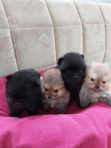POMERANSKI SPIC BOO