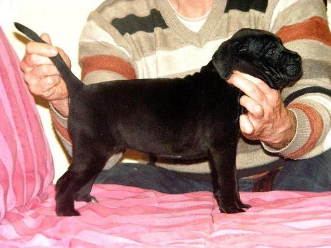 Cane Corso štenci 
