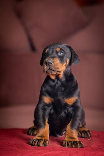 Doberman TOP štenci