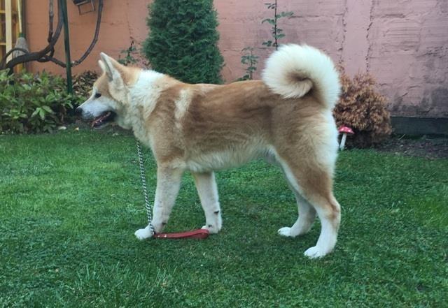 Akita Inu, stenci