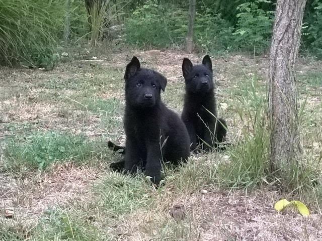 Crni nemački ovčari, štenad