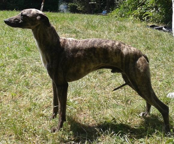 Whippet - mali engleski hrt