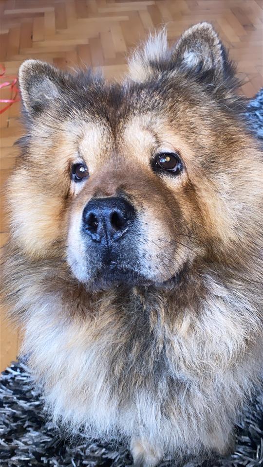 Tražimo-ženku-za-parenje-rase-Chow-Chow