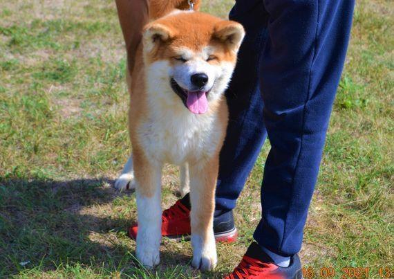 Akita inu