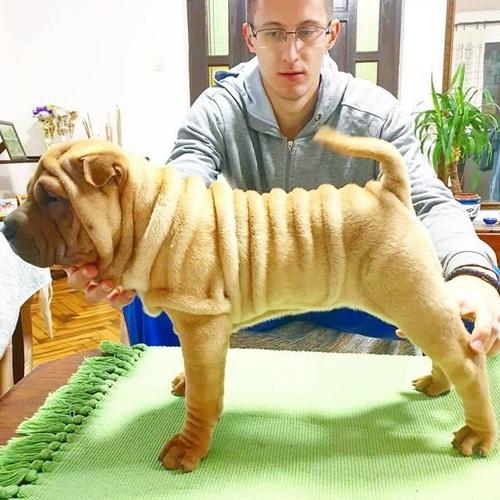 Shar Pei 