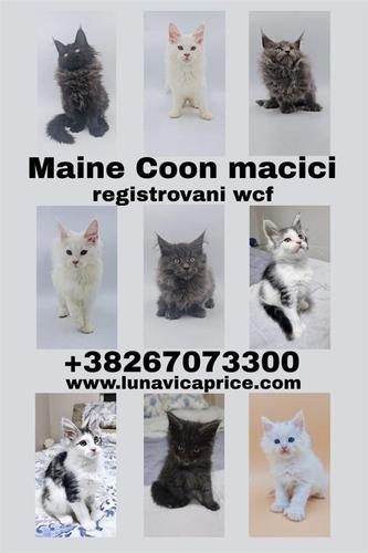 Maine Coon standart i POLYDAKTYL vrhunski macici
