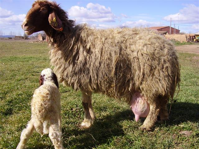 AVASI -NAJMLECNIJA RASA OVACA SVETA