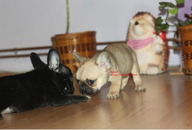 Francuski Buldog