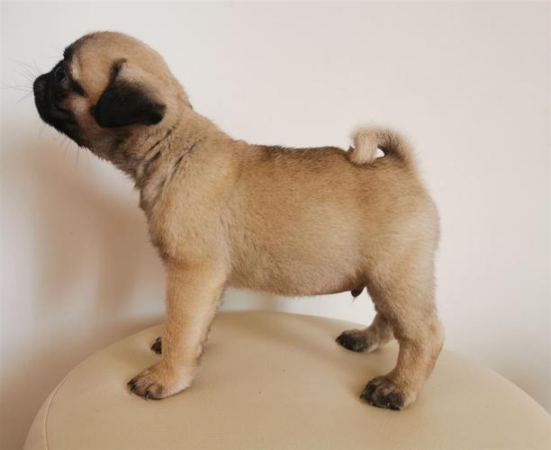 Mops štenci